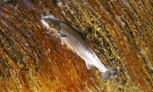 Leaping Salmon 3